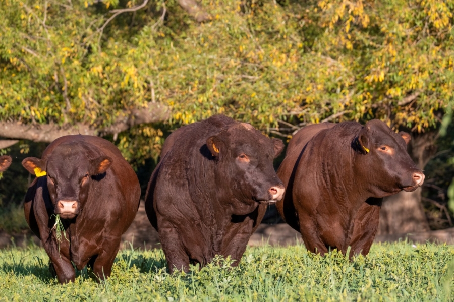 0 Bedroom Property for Sale in Barkly East Rural Eastern Cape